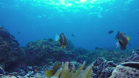 a 60 fps video of anemone fish swimming about on a tropical reef in the pacific ocean