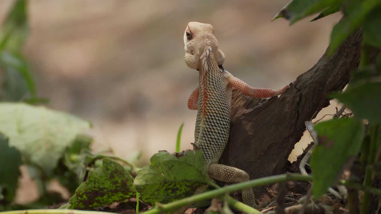 lagarto de jardín indio mirando detrás del árbol
