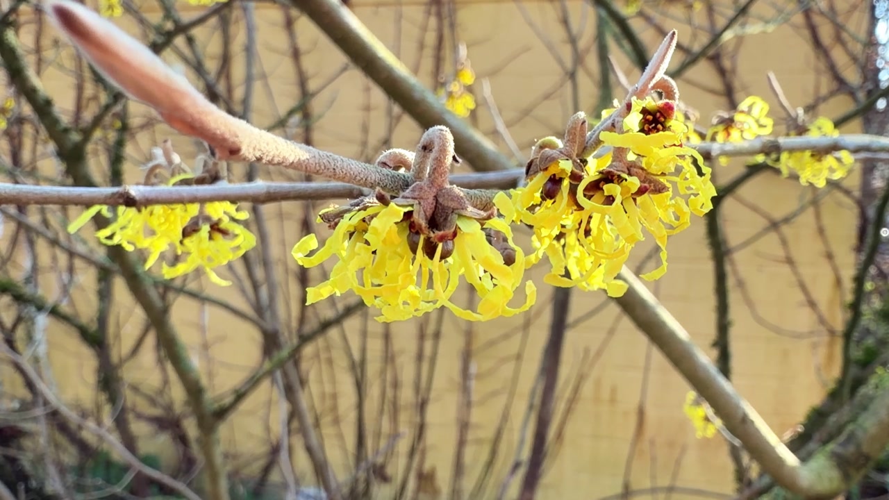 Chinese witch hazel (Hamamelis mollis). Bare tangled branches bearing clusters of flowers with yellow ribbon-shape