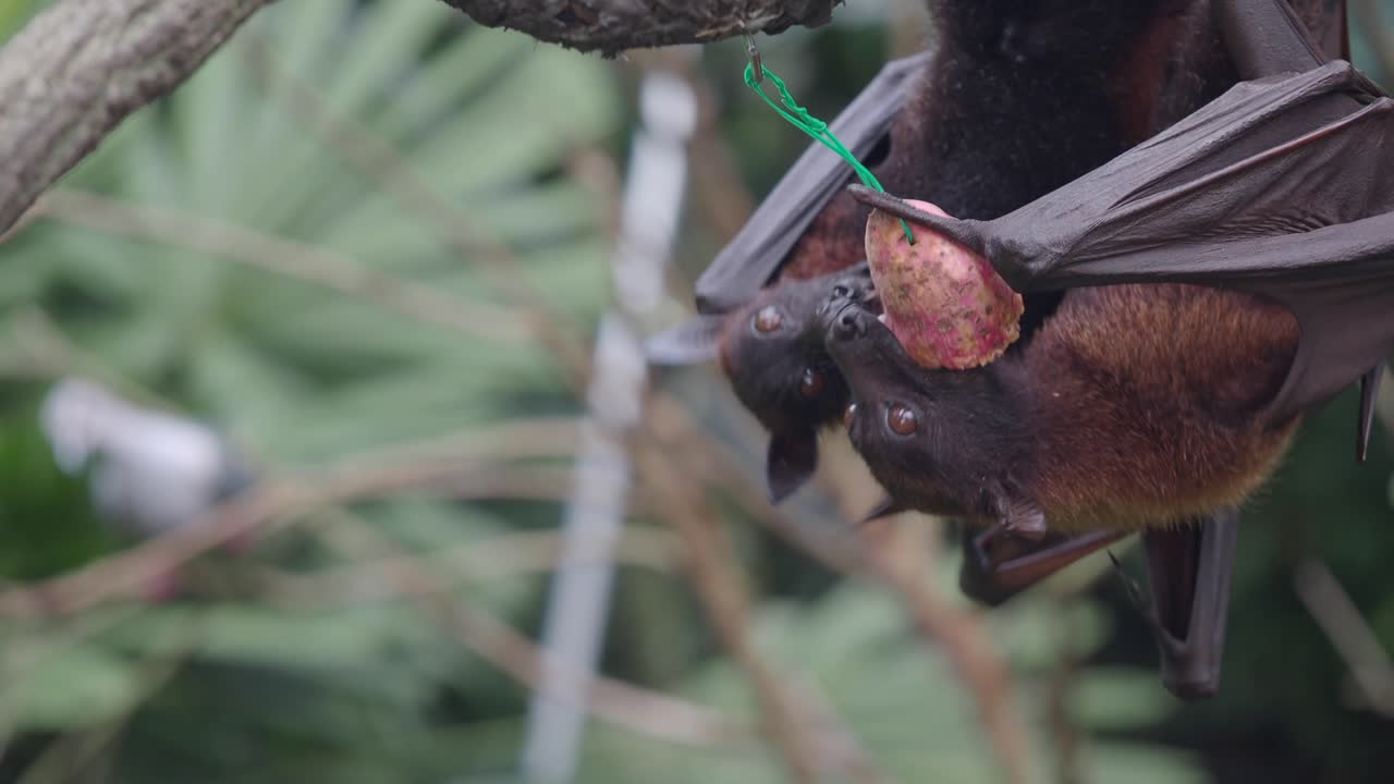 Pipistrelli della frutta che mangiano frutta appesa