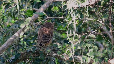 Die-Buffy-Fish-Owl-Ist-Eine-Große-Eule-Und-Doch-Die-Kleinste-Unter-Den-Vier-Fischeulen