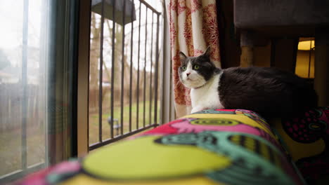 wide angle view of cat at edge of patterned colorful couch staring outside at yard