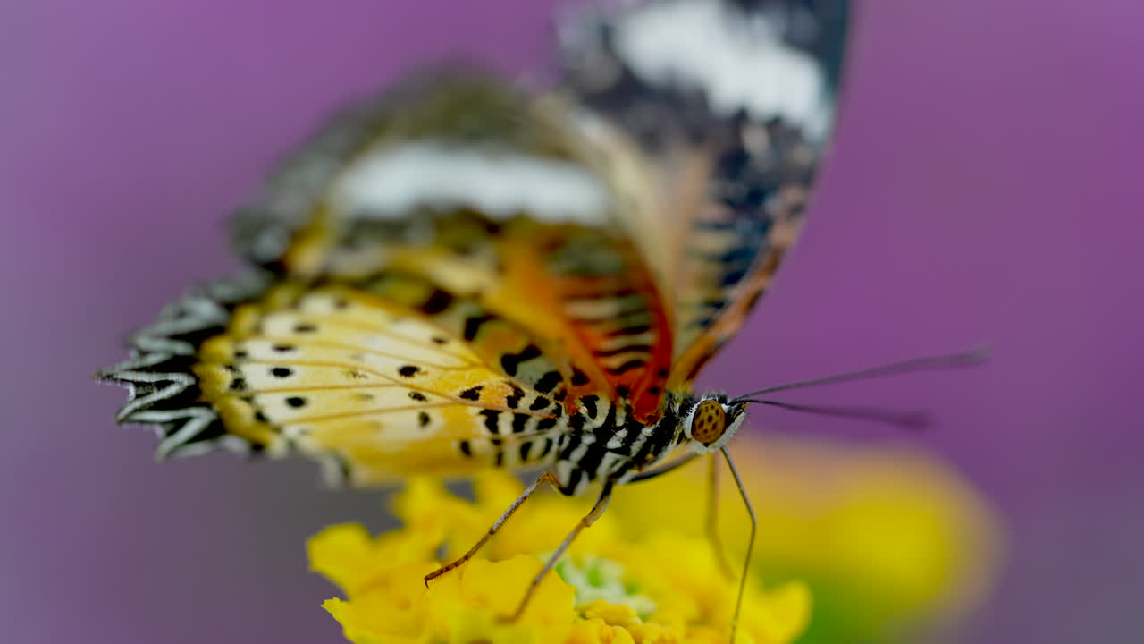 Primo piano macro estremo di una farfalla monarca che riposa su un fiore giallo in natura.