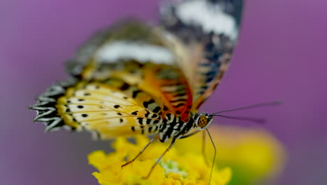 extreme macro close up of monarch butterfly resting on yellow flower in wildlife