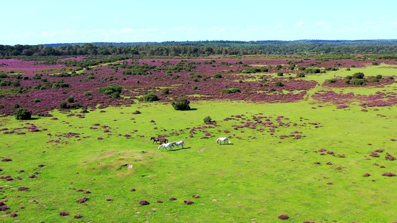새 숲, 풍경, 4k에서 트로트하는 말에 대한 드론 패닝