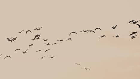 flying birds in super slow motion at a nature reserve near middelburg, netherlands