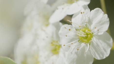 blooming cherry plum flower. selective focus shot