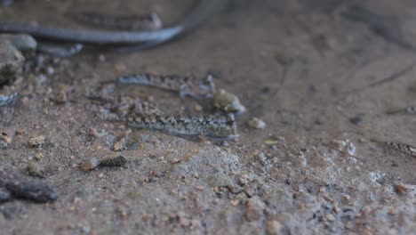 Wandernder-Wels-In-Den-Mangroven-Von-Mombasa,-Kenia