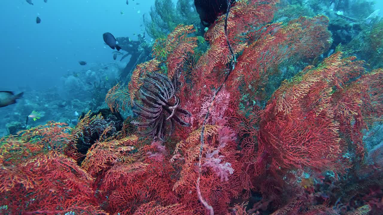 Vita marina variegata, incluse gorgonie e pesci tropicali, su un relitto indonesiano.