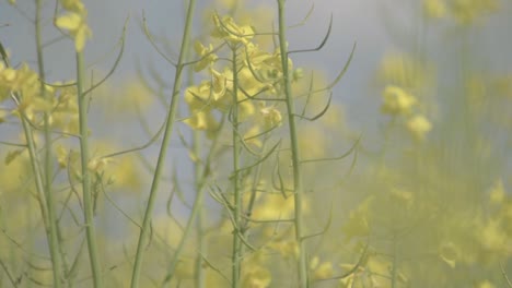 rapeseed in flower blowing in breeze against blue sky