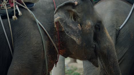 Humans-riding-on-the-back-of-an-elephant