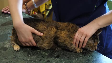 vet examining a cat using stetoscope