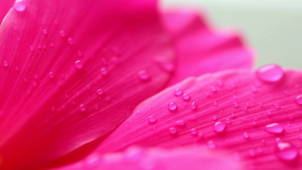 Primo piano macro che mostra vividi petali di fiori rosa sul lato destro dell'inquadratura, coperti da goccioline d'acqua sparse e illuminati da una luce soffusa e diffusa