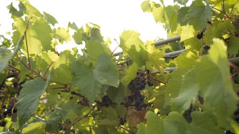 racimos púrpuras de uvas bañadas en la lluvia de verano