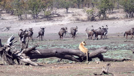 african lion seeking shelter on a dead tree, for herd of wildebeests and zebras