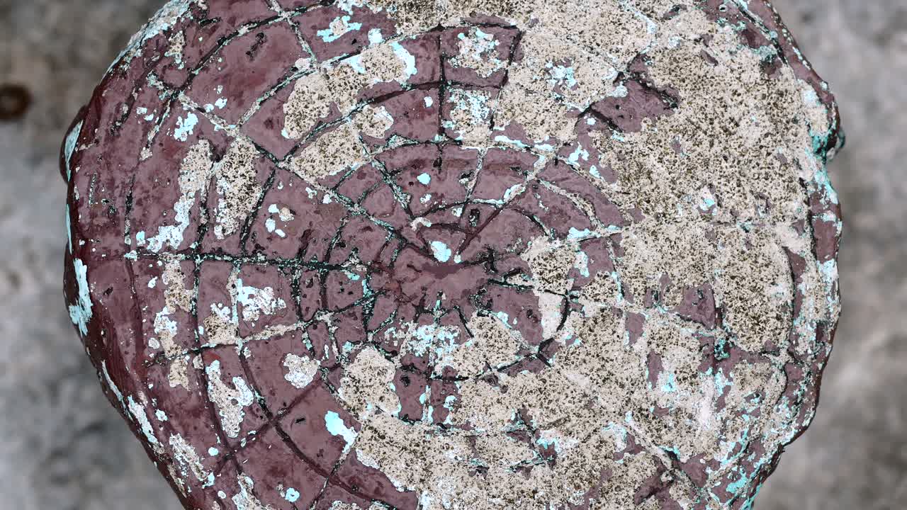 오크 질감 에 있는 자연적 인 초록색 모스 의 클로즈업