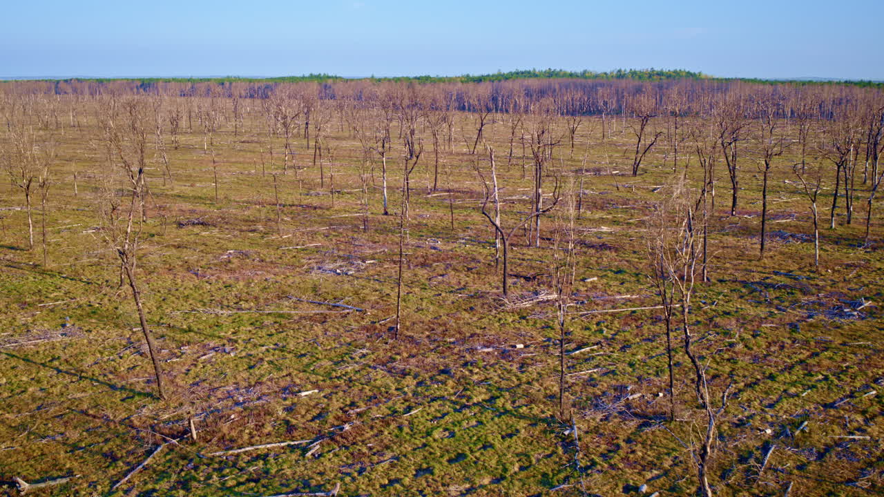 드론은 숲의 화재 파괴의 범위를 위에서 포착합니다.
