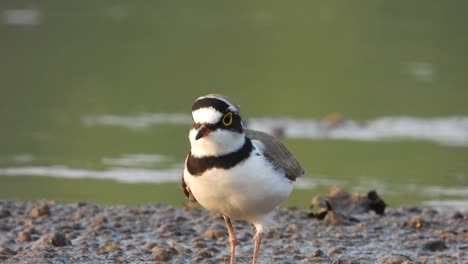 Semipalmated-plover-in-lake-.