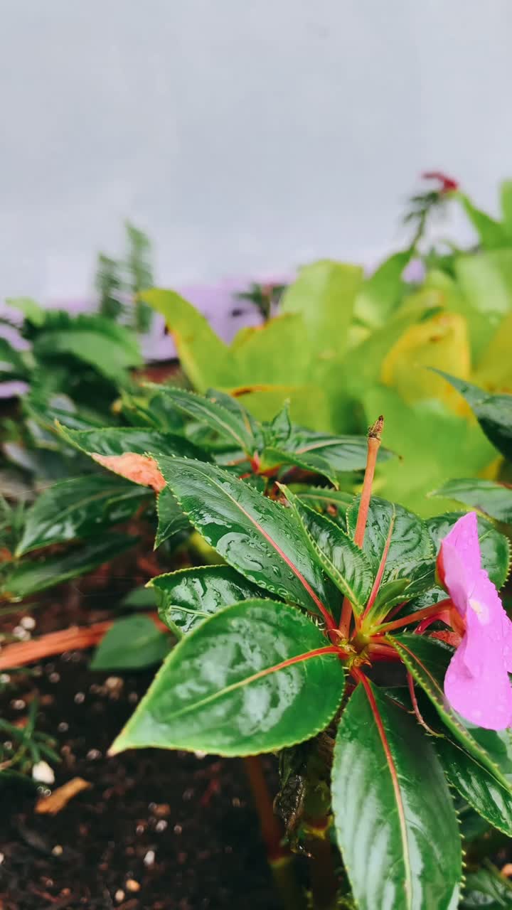 Primer plano de una flor rosa con gotas de agua