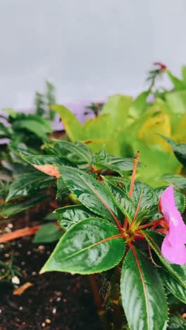 close-up of a pink flower with water droplets