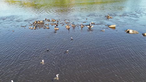 drone footage captures pied cormorants wading and fishing in a river at brunswick heads, nsw, under natural daylight