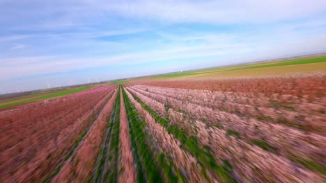 Vuelo-De-Drones-Sobre-Campos-De-Albaricoques-En-Flor-En-Primavera