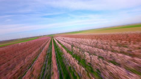 vuelo de avión no tripulado sobre campos de albaricoques en flor en primavera