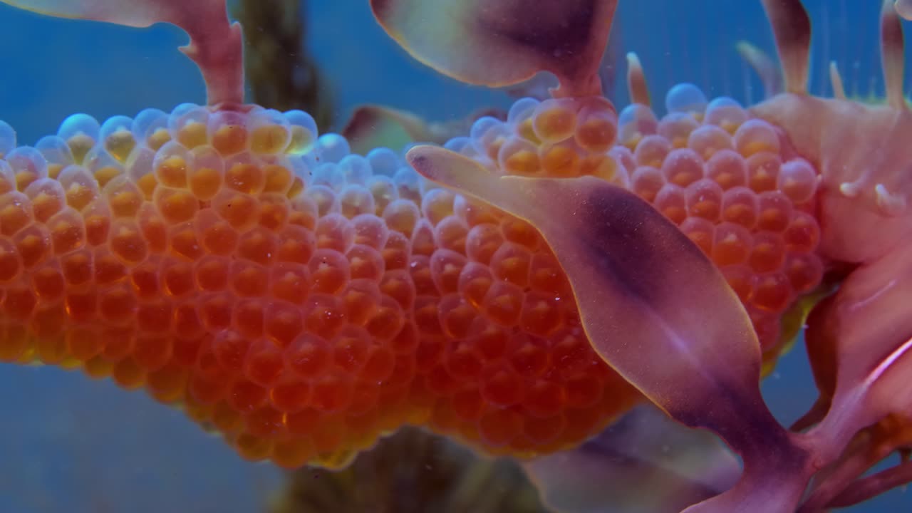 알을 가진 잎이 많은 바다 용 4k 슬로우 모션 사우스 오스트레일리아