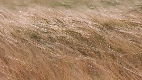 golden wheat grain agriculture field