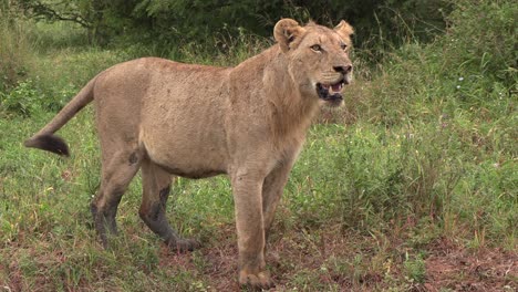 Ein-Einsamer-Junger-Männlicher-Löwe-Ruft-Nach-Seiner-Familie-Im-Krüger-Nationalpark