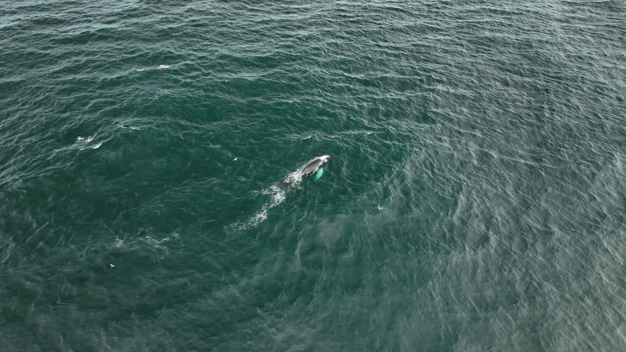 메가프테라 노바글리아 (megaptera novaengliae) - 얼어붙은 바다 물 속 깊은 곳에서 다이빙하는 고래