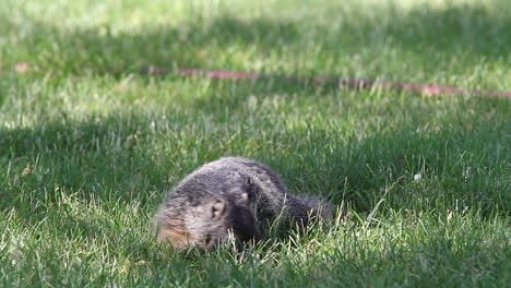 la marmota adorable come hierba verde recién cortada, mira de cerca desde un ángulo bajo