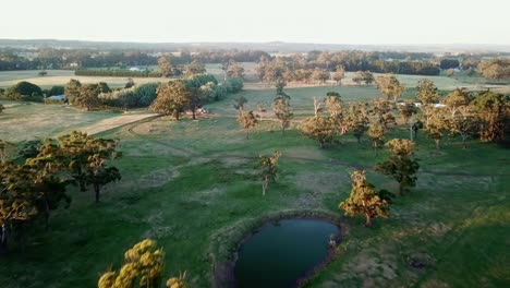 aerial footage with late afternoon shadows of agricultural fields with sheep and native trees near east trentham, central victoria, australia