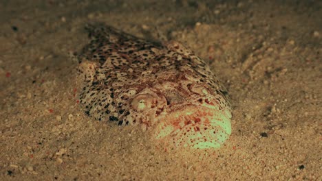 stargazer buried in sand at night for perfect camouflage