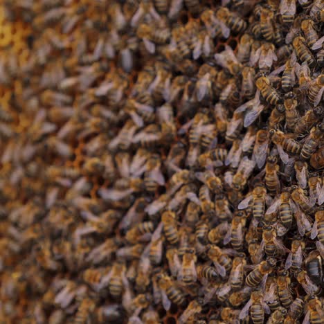 working bees on honeycomb. frames of a bee hive. apiculture