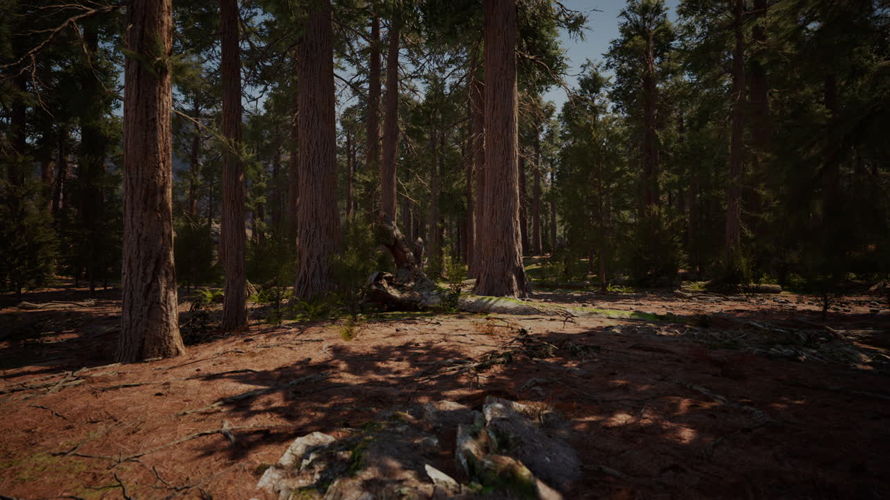 Luce dell'alba tra le sequoie di Mariposa Grove
