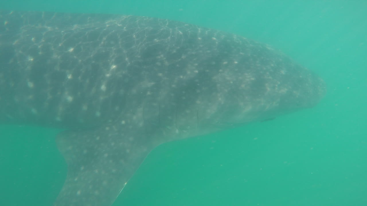 카메라가 몸을 따라 추적하는 수중 고래 상어