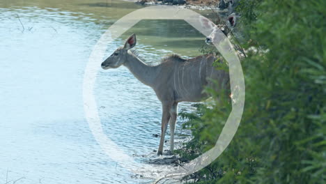 standing by water, deer highlighted with circular animation focus on presence