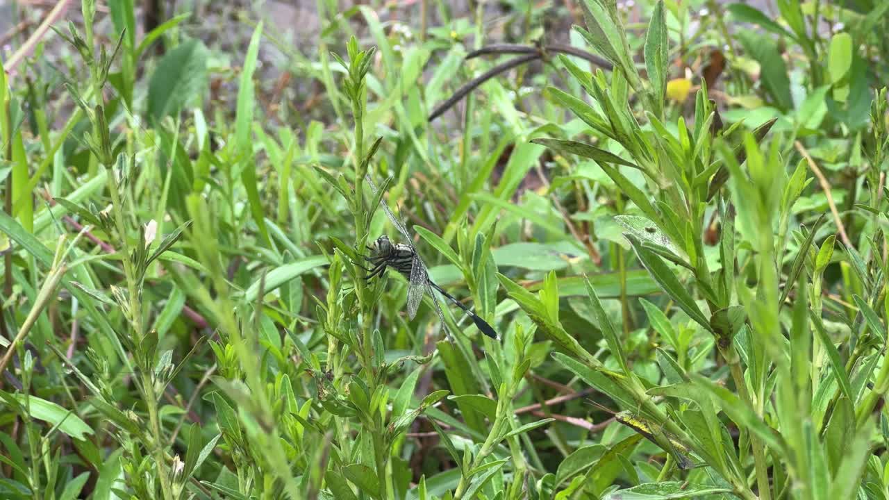 Still dragonfly perched on a green plant, showcasing delicate wing structure and natural camouflage in its habitat