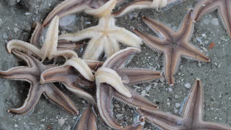 Multiple-starfish-swimming-in-ocean-water-in-Myrtle-Beach,-South-Carolina