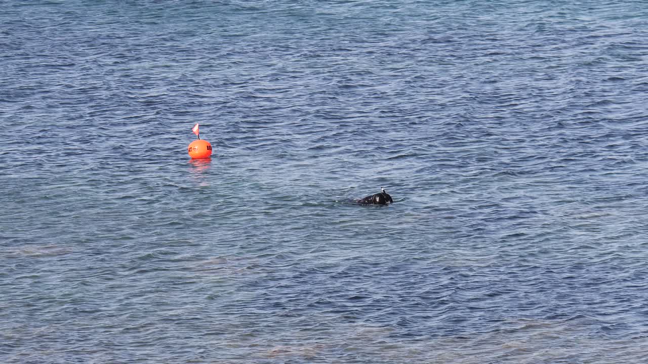 잠수복, 지느러미, 마스크를 쓴 다이버가 부이 마커로 해안 근처에서 플러시 다이빙을 합니다.