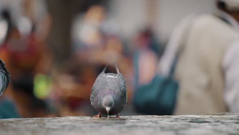 palomas mensajeras caminando, volando y bebiendo agua en una fuente - disparo de enfoque selectivo