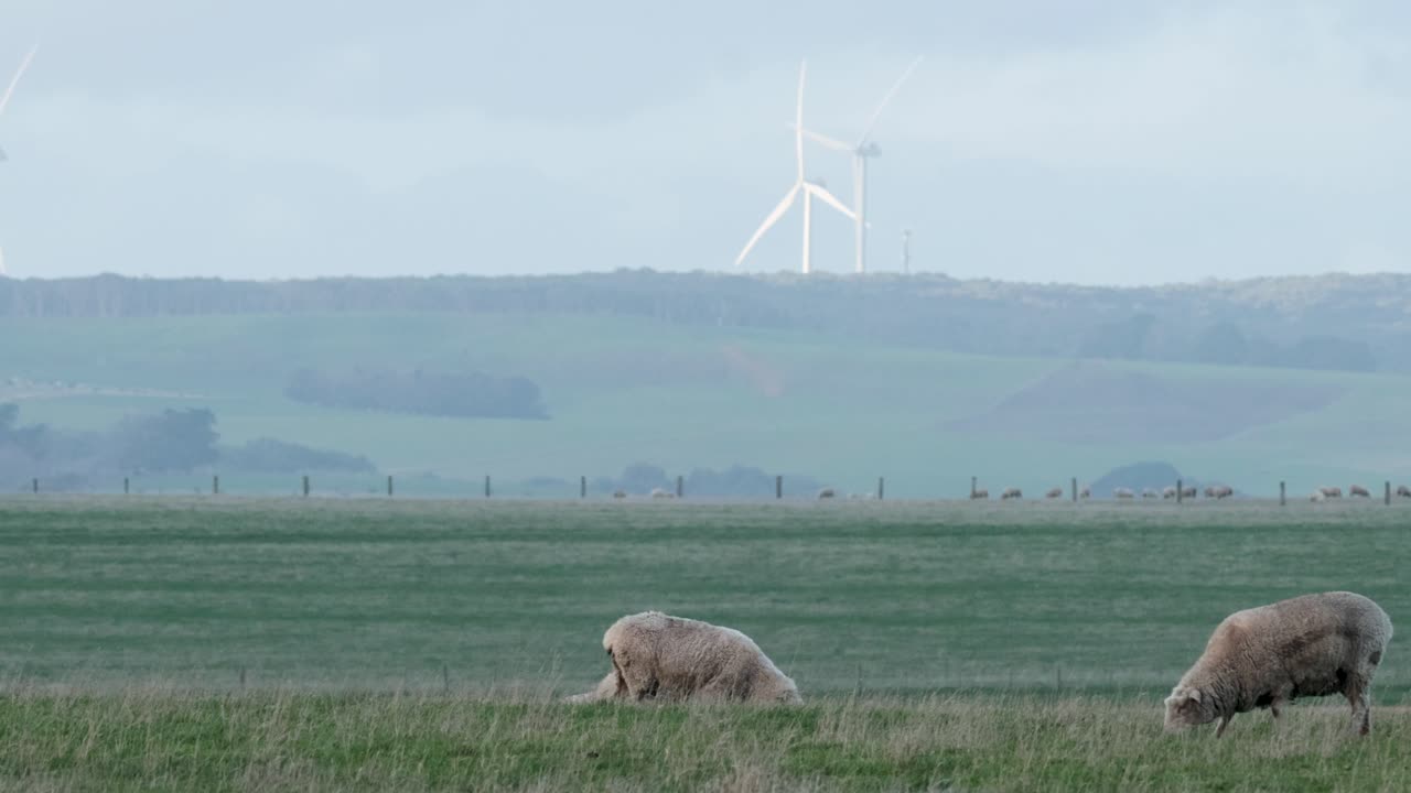 양 들 이 바람 이 불고 있는  에서 평화롭게 먹이를 먹고 있다