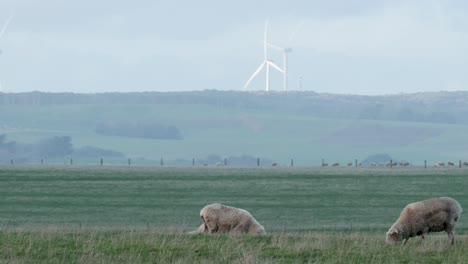 sheep graze peacefully in a windy field