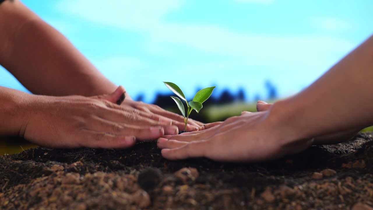 cerca de las manos del granjero ayudándose unos a otros plantando un árbol brota con barro de tierra negra en la granja