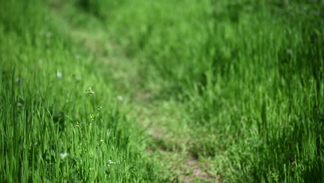 Small-dirt-road-grass-background-spring