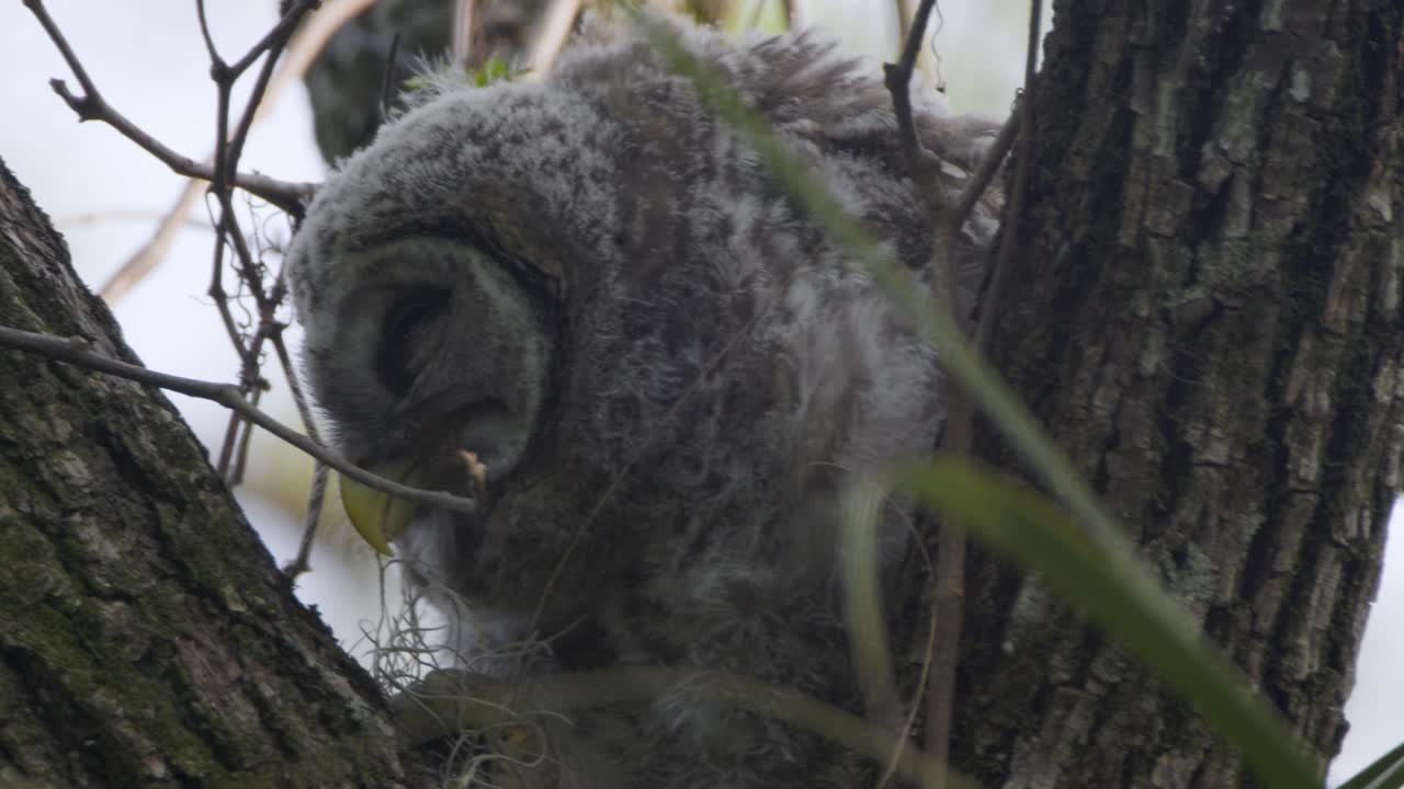 un búho bebé juvenil sentado en un árbol comiendo musgo y limpiando sus pies en un roble en sarasota, florida