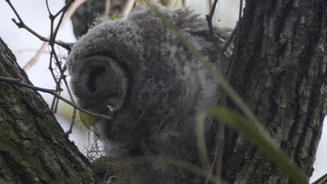 juvenile baby barred owl sitting in tree eating moss and grooming it's feet in an oak tree in sarasota florida
