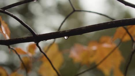 water droplet falling from a tree branch in the rain during the fall season