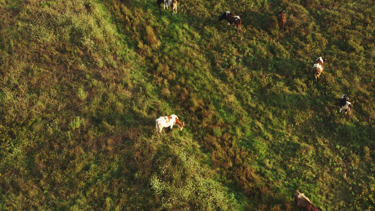 Aerial drone shot looking straight down onto a vibrant, textured green, sloped pasture where several cows are moving and grazing. The natural lighting highlights the lushness of the grass